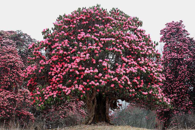 Tumbuh rhododendron dan petua penjagaan tanaman