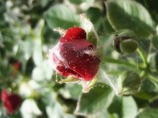 Semburan bunga mawar yang tumbuh: pemilihan pelbagai, penanaman, penjagaan