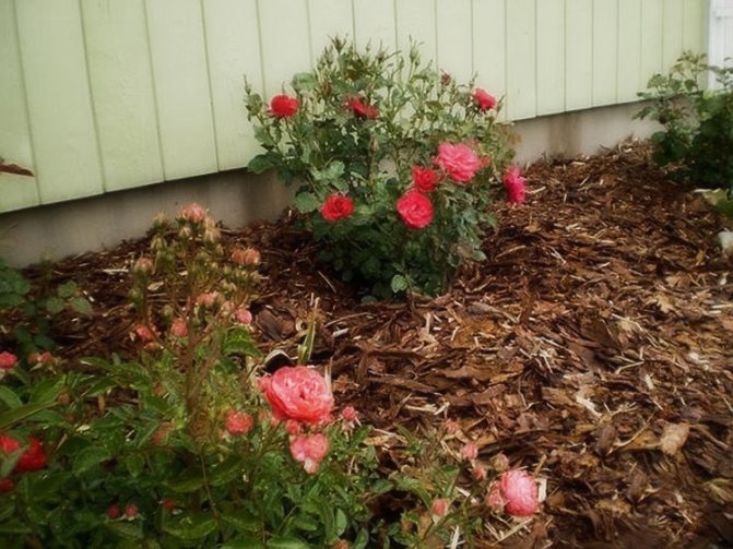 Spray de trandafiri în creștere: selecție de soiuri, plantare, îngrijire