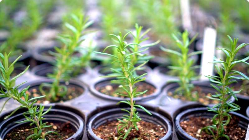 Växande rosmarin hemma på en fönsterbräda - grundläggande regler för plantering och vård