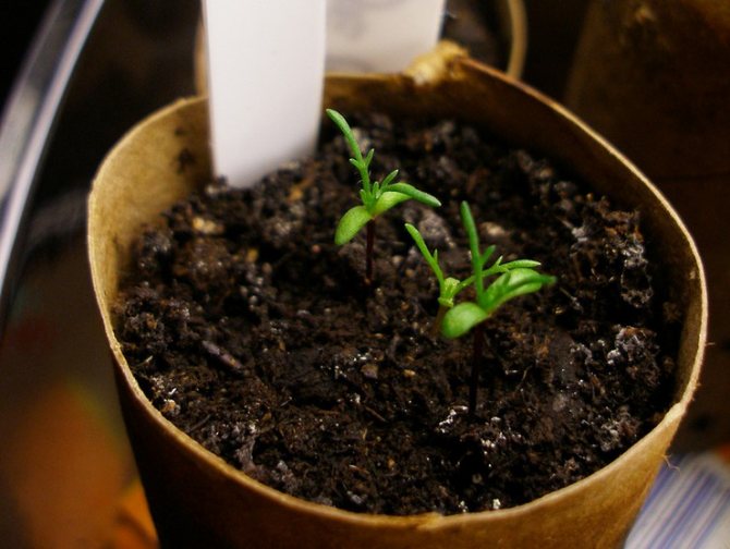 Growing santolin from seeds