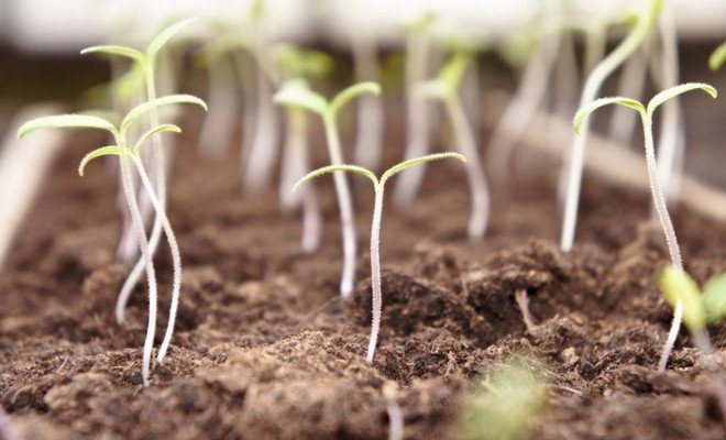 Cultivarea sfântului cu semințe