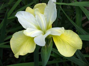 Cultivarea irisurilor siberiene