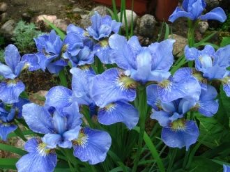 Cultivarea irisurilor siberiene