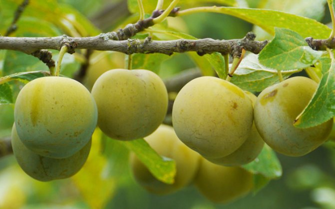 Lumalagong mga plum: payo mula sa mga bihasang hardinero