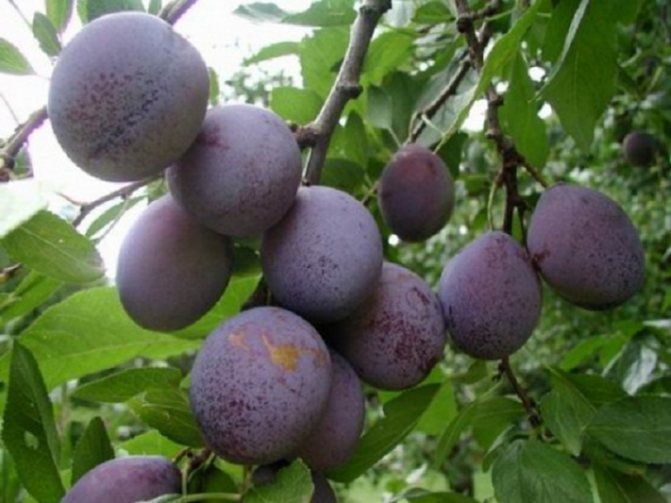 Lumalagong mga plum: payo mula sa mga bihasang hardinero