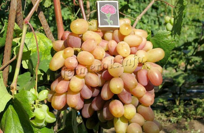 Growing grape varieties Victor