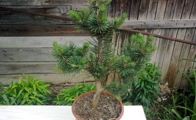 Lumalagong isang pine tree sa isang palayok