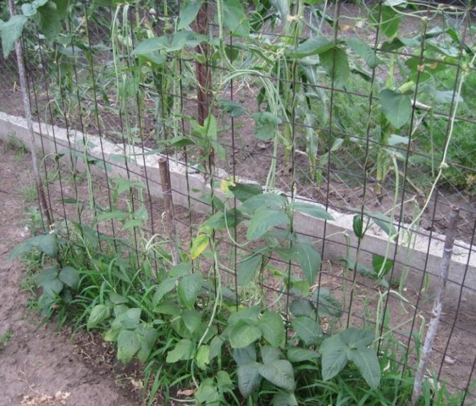 Växande sparrisbönor - vård efter plantering