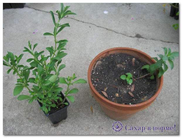 växande stevia i ett växthus