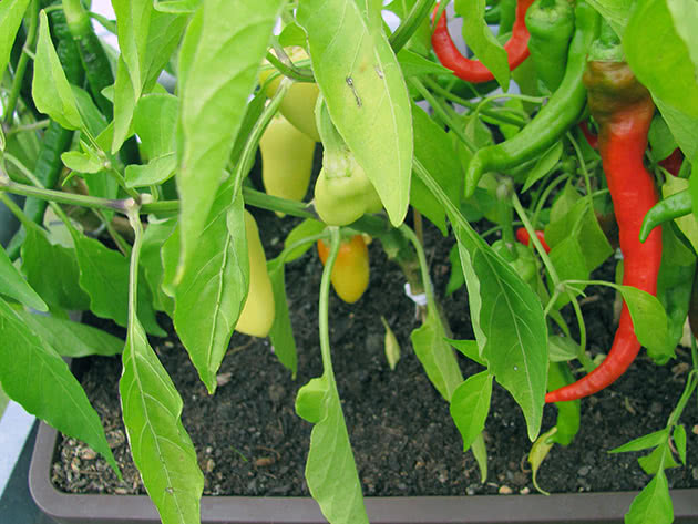 Växande paprika i en trädgårdstomt