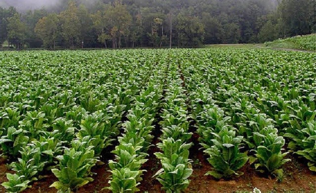 Growing tobacco