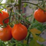 Pěstování rajčatových japonských lanýžů