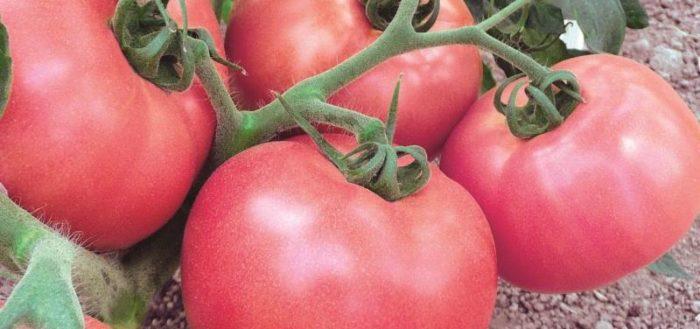 menanam tomato