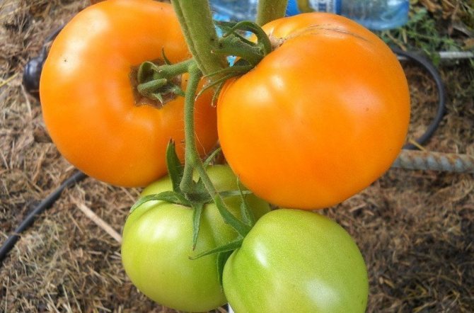 Tomate în creștere portocalie