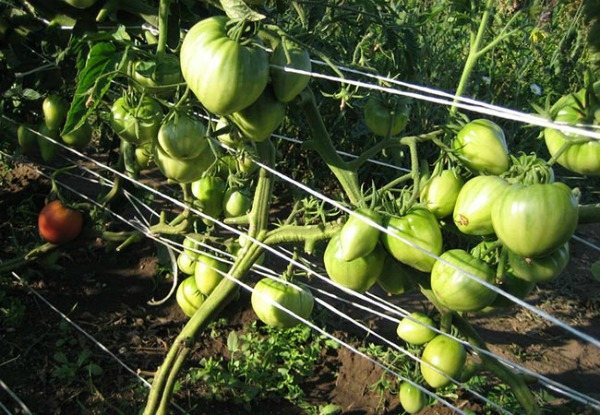 Växande tomater i det öppna fältet