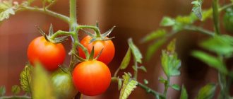 زراعة الطماطم في الحقول المفتوحة