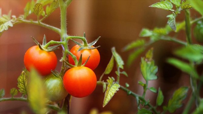 menanam tomato di kawasan lapang