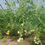 Pěstování rajčat ve skleníku