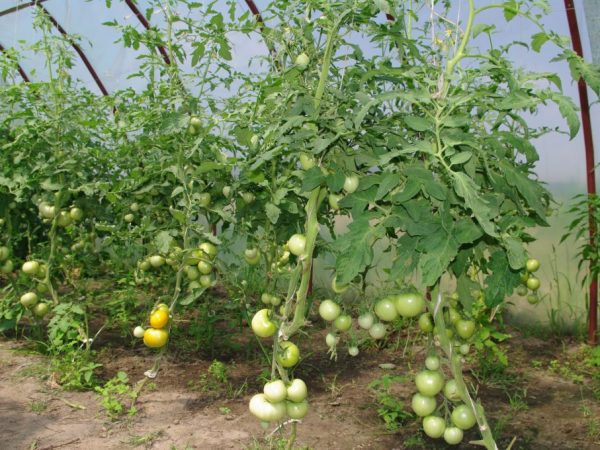 Growing tomatoes in a greenhouse
