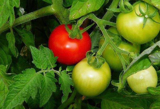 Menanam tomato