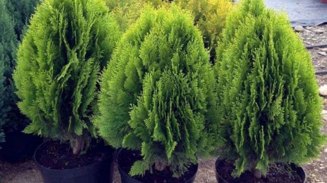 growing thuja from seeds at home