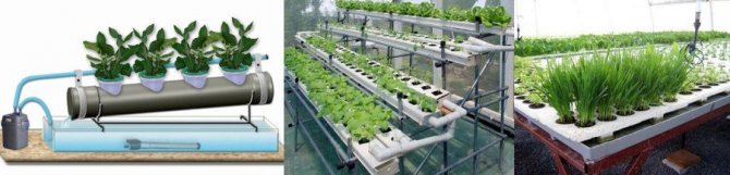 Pěstování kopru hydroponicky