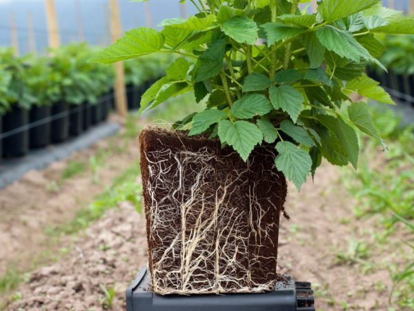 Odling i krukor förhindrar buskar från att växa