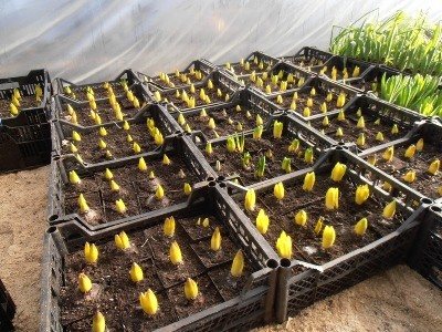 pěstování ve skleníku