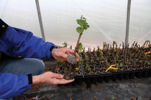Cultivarea strugurilor în Kuban. Cultivarea răsadurilor acasă