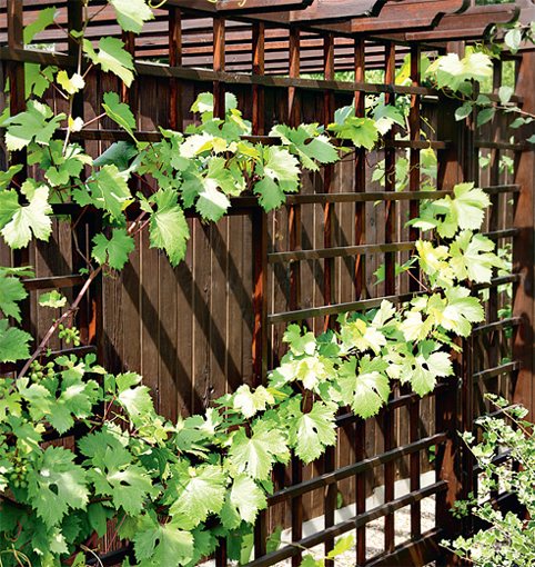 growing grapes, planting grapes near the fence