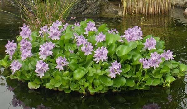 Growing a water hyacinth in a pond