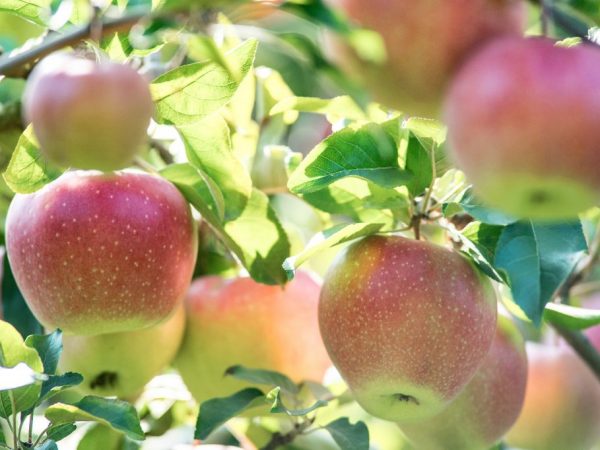 Apple rostoucí severní Sinap