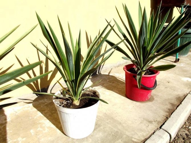Growing yucca at home