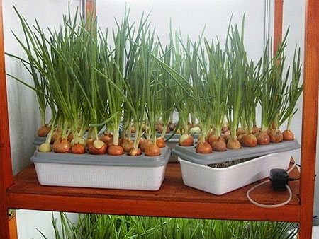 growing green onions