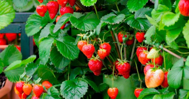 Lumalagong mga strawberry sa isang trellis