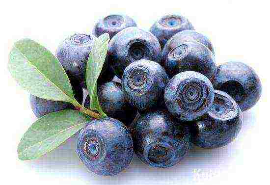 menanam blueberry di rumah