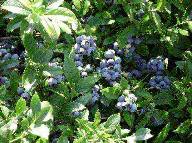 grow blueberries at home