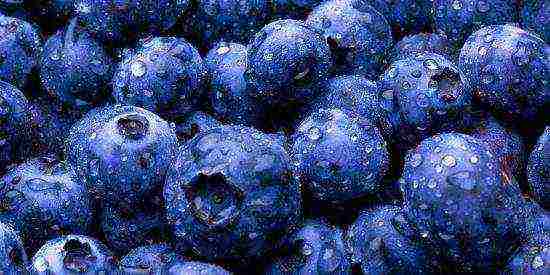 menanam blueberry di rumah