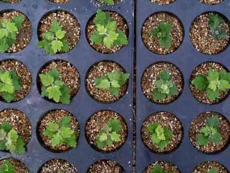 züchte Chrysantheme aus einem Blumenstrauß zu Hause