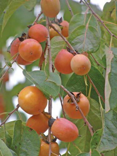 grow a persimmon at home from a stone