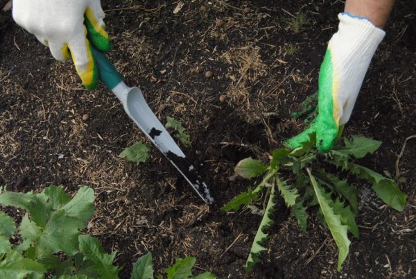 Odstřižením plevele umožníte cibulkám získat více živin z půdy.