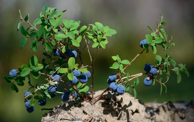 Planting blueberries in spring
