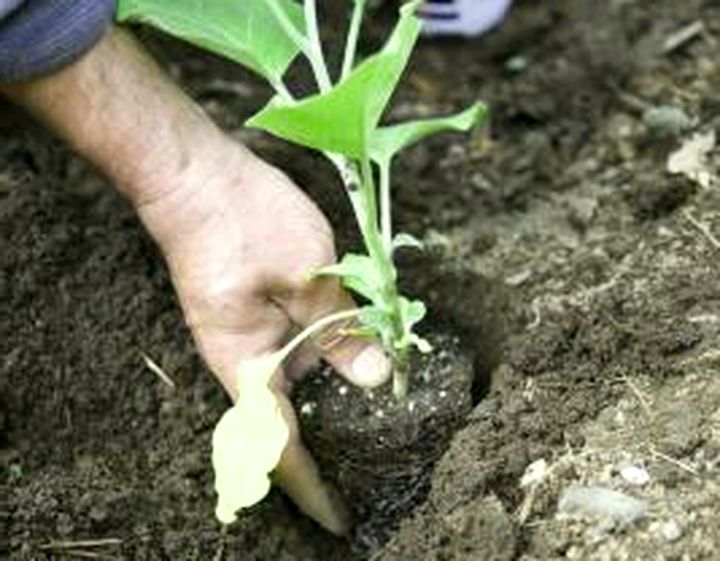 planting eggplant seedlings