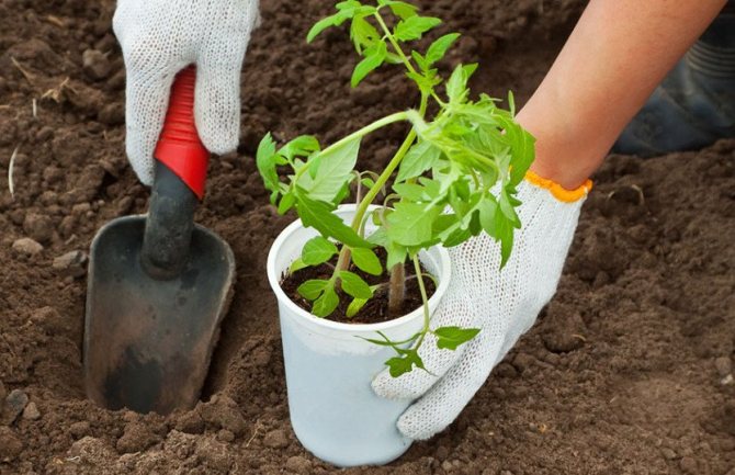 Planting tomato seedlings
