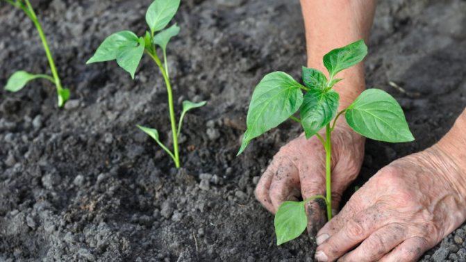 Plantera växter i marken