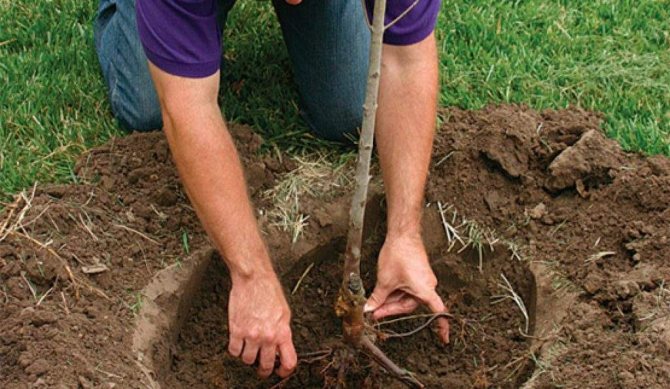 Planting an apple tree seedling
