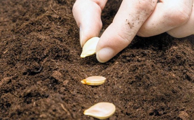 Plantarea semințelor de dovleac