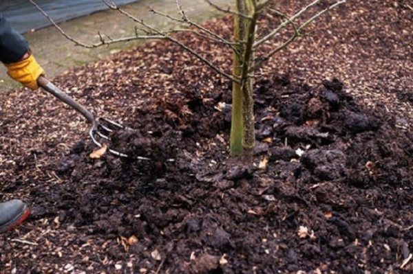 The planted apple tree needs watering, feeding and cutting off the primrose
