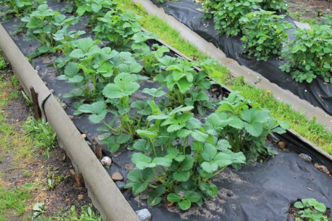 Planterade jordgubbar